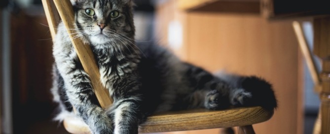 A cat sits on a chair in a home