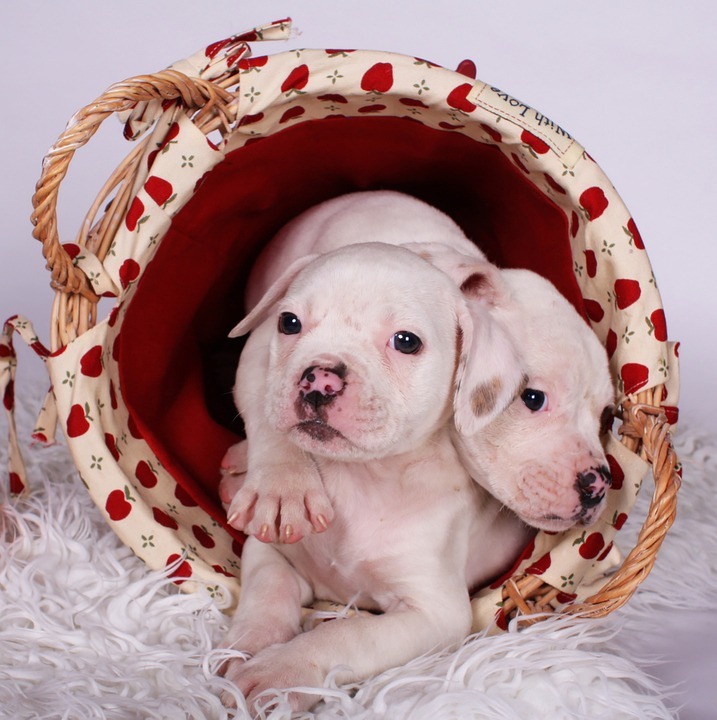 Two white puppies lie in a basket on a shaggy rug