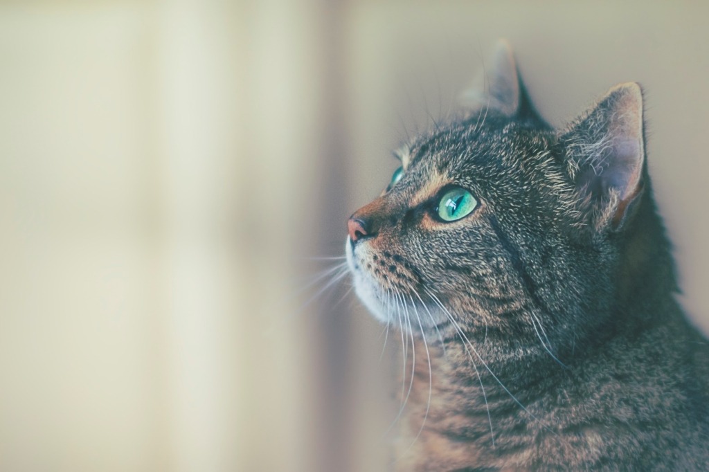 A gray cat with green eyes looks into the distance