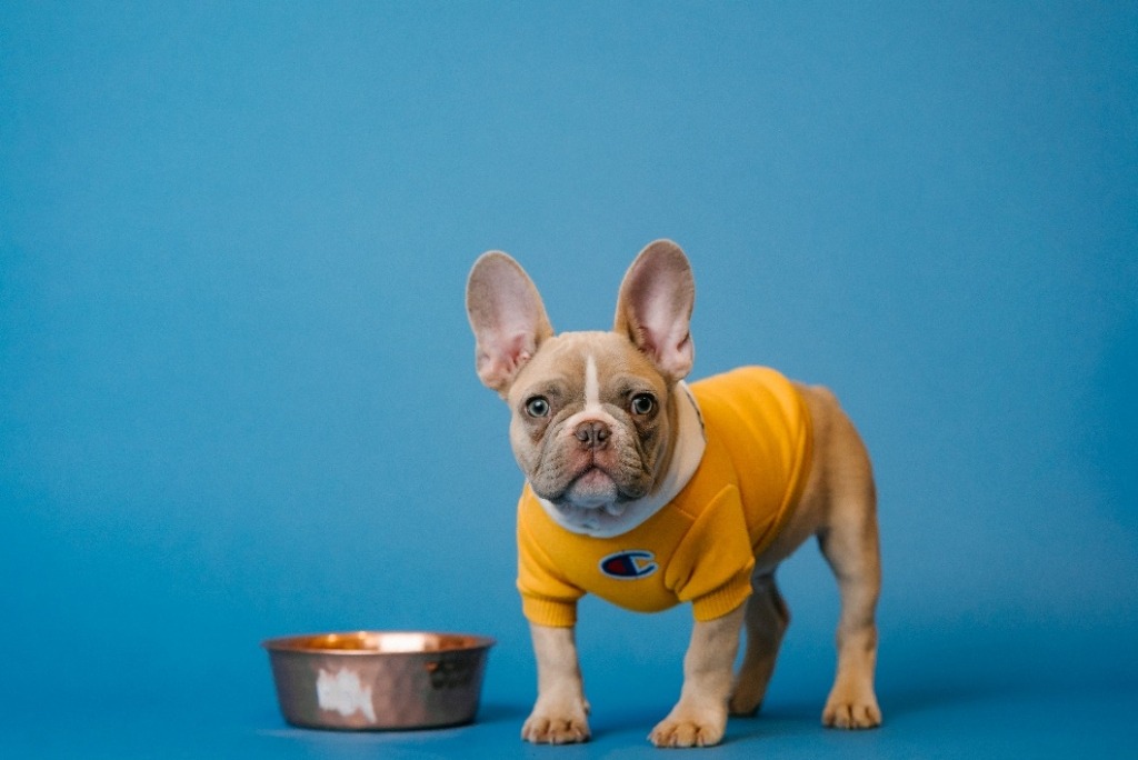 A French bulldog stands against a blue background with his water bowl